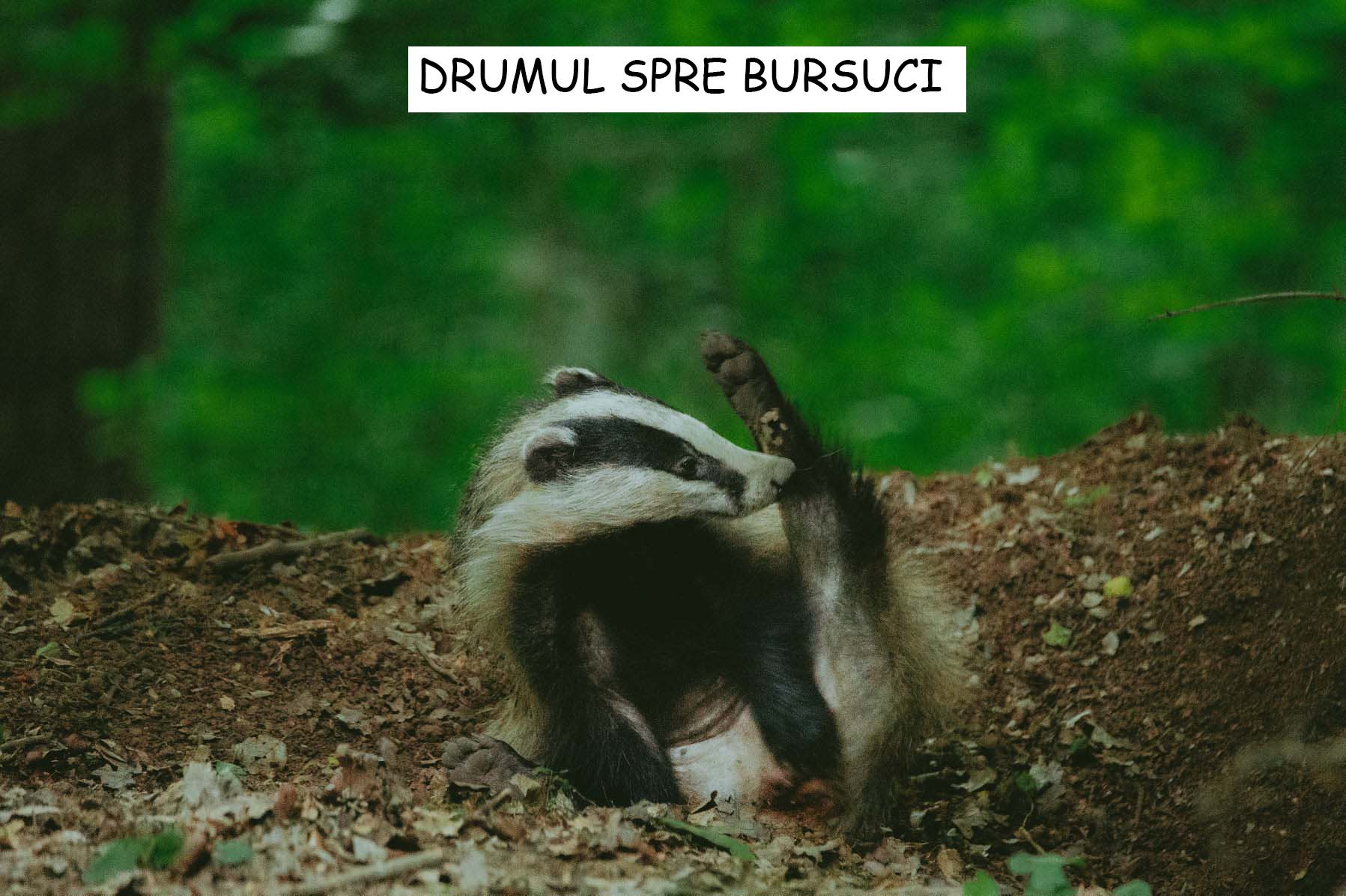 BURSUCI